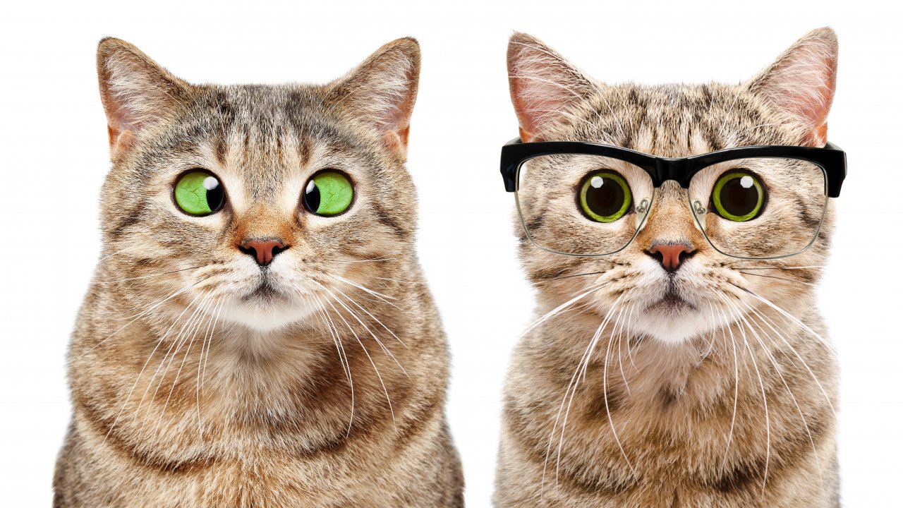 Prizmás Kandúr lencséi